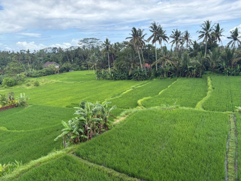 4-bedroom rooftop villa with pool and 360° rice field view in Ubud - Image 5