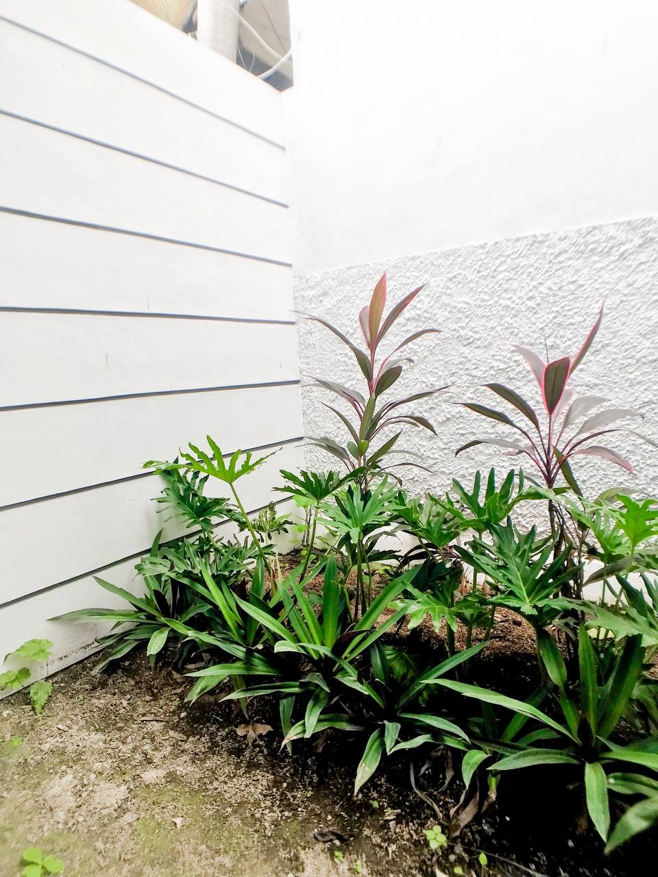 Private kitchen apartment in Canggu - Image 5