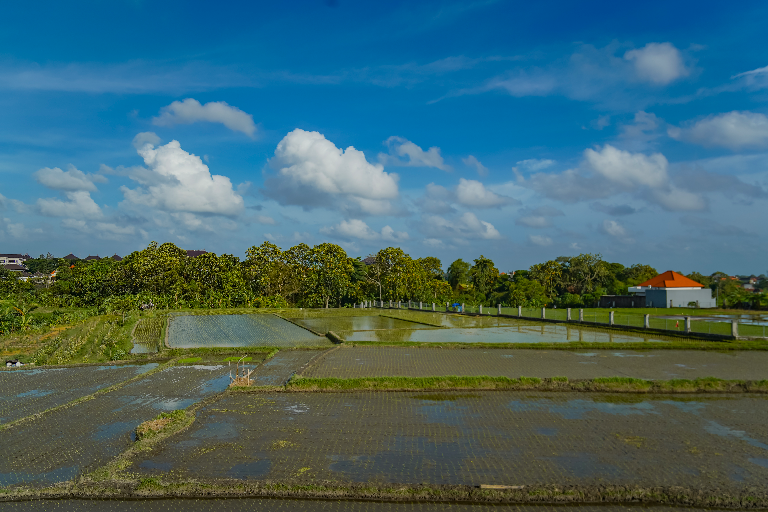 Casa Lissa Guest house with rice field view in Canggu - Image 3
